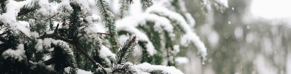 Snow setting on a pine tree. Photo P Parnxoxo